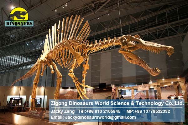 Display hall dinosaurs skeleton replica art toys ( Spinosaurus ) DWS010