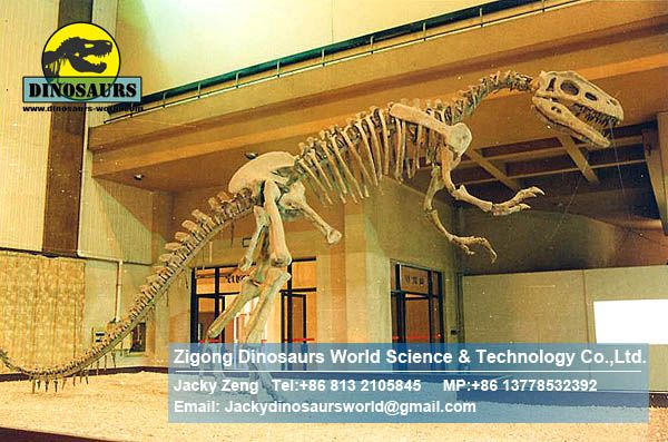 Exhibition hall museum skeleton Lufengosaurus( Lufengosaurus )DWS007