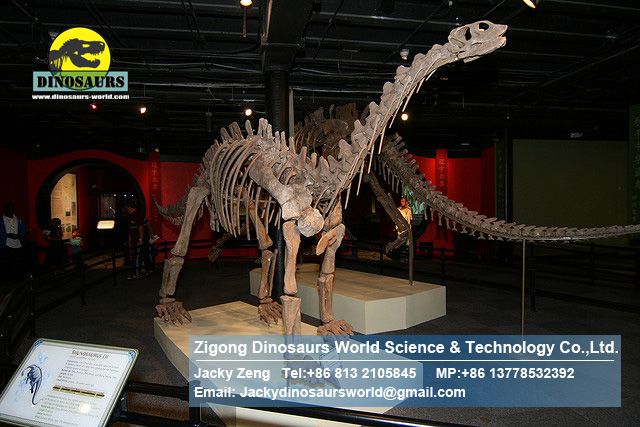 Artificial Dinosaur skeleton replica ( Shunosaurus ) DWS002