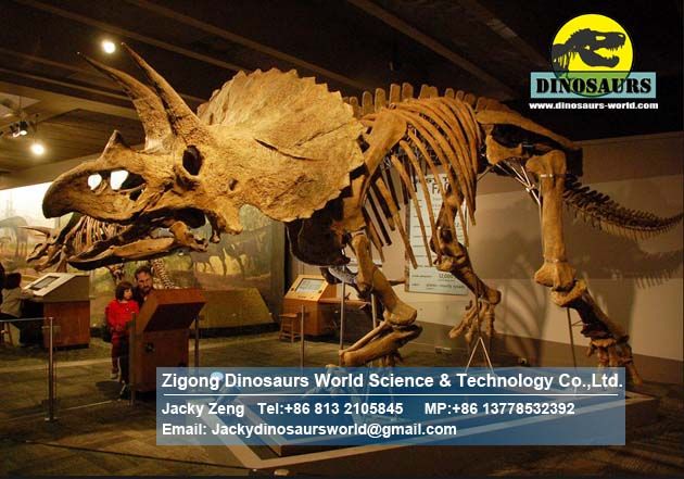 Educational dinosaurs skeleton replica (Triceratops Skeleton) DWS022
