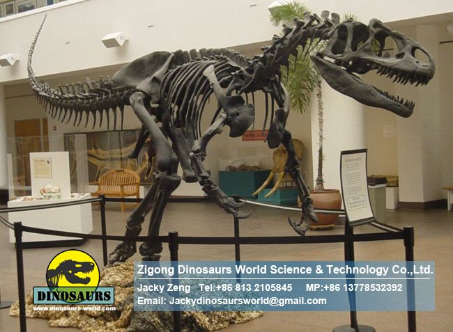 Paleontology museum dinosaur fossil Allosaurus DWS023