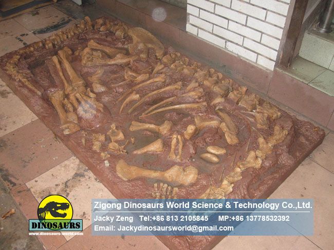 Jingshanosaurus fossil Natural size dinosaur fossil For Museum DWF012