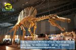 Display hall dinosaurs skeleton replica art toys ( Spinosaurus ) DWS010