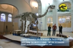 Buried discovery science dinosaurs skeleton Shunosaurus DWS018
