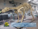 Science education model Simulation Hadrosaurs Skeleton Replica DWS019-2